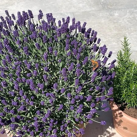 Bergleben * Schladming